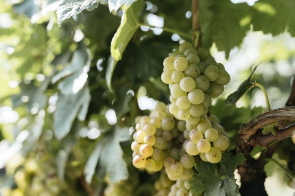 Экскурсия с дегустацией на винодельню «Долина Лефкадия»