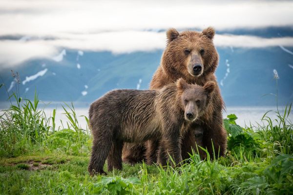 Вип-тур на Камчатку с экскурсиями на вертолете на 8 дней