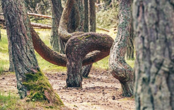 Летний тур на 7 дней в Калининград и Калининградскую область