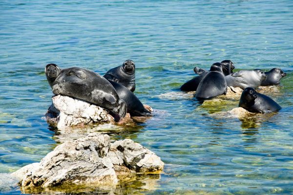 Тур на Байкал на 7 дней: нерпы, старообрядцы и буддийские дацаны