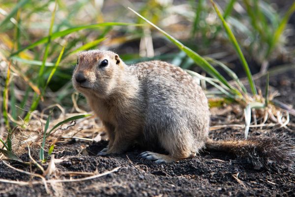 Тур на Камчатку на 11 дней с ночевкой у вулкана Толбачик