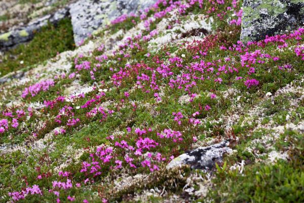 Фототур в горы Дуссе-Алиня на 9 дней с экскурсиями и походами