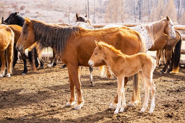 Тур в Тыву на 4 дня: гора Хайыракан, Долина Царей и места силы