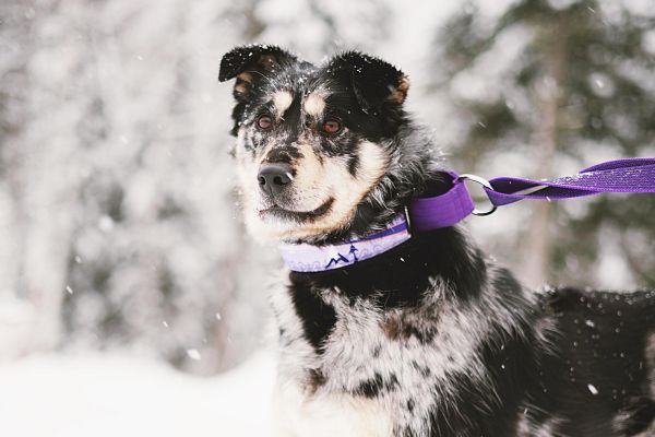 Дог-треккинг на вершину горы Сарлык в Шерегеше