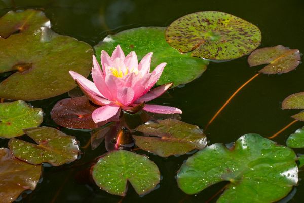 Тур в Калмыкию на 4 дня с посещением лотосовых полей