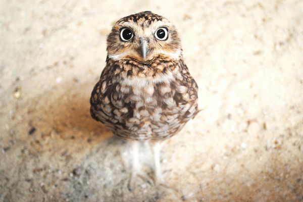 Экскурсия на Ладожскую орнитологическую станцию