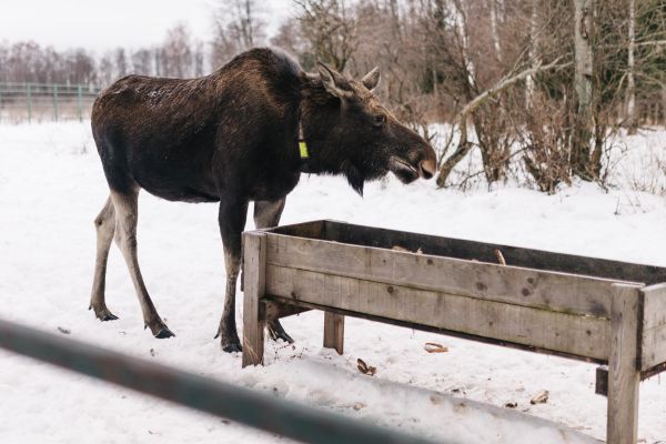Экскурсия на Сумароковскую лосиную ферму