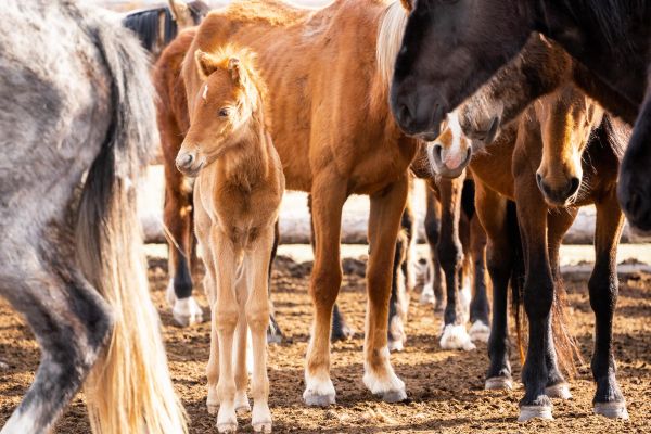 Экскурсия в степное стойбище «Танды-Уула» из Кызыла
