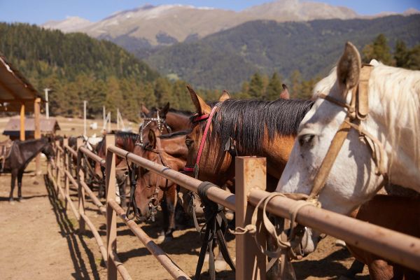 Конный тур в Архыз на 4 дня: прогулки верхом, водопады, горы