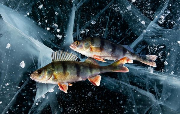 Подледная рыбалка на Байкале