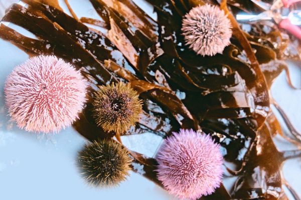 Дайвинг с морскими ежами в Баренцевом море