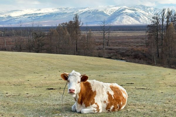 Экскурсия в степное стойбище «Танды-Уула» из Кызыла