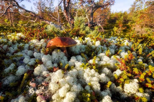 Экскурсия в тайгу в Онежского полуострова