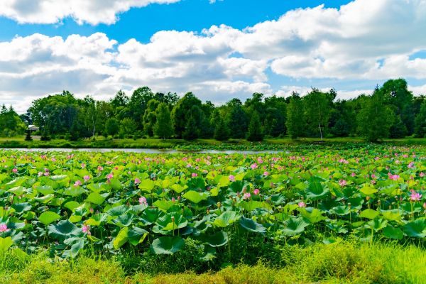 Экскурсия на озеро лотосов в Галкино из Хабаровска