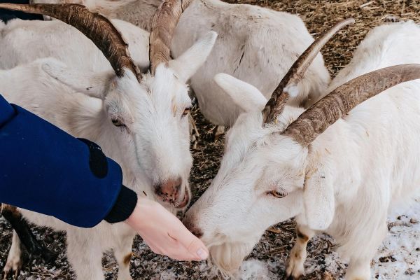 Экскурсия на сыродельню «Трезвая коза» в селе Черга из Горно-Алтайска