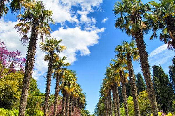 Сочи и Краснодарский край