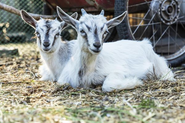 Экскурсия на хозяйственный двор в музее-заповеднике «Витославлицы»