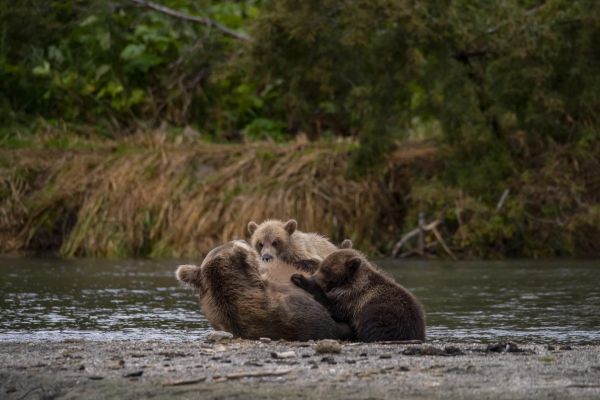 Вертолетная экскурсия на Курильское озеро из Паратунки