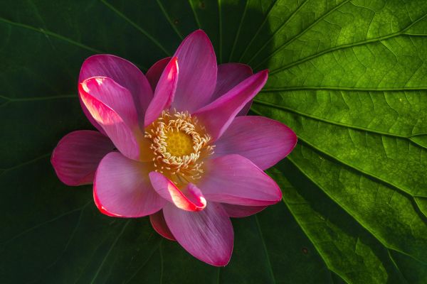 Экскурсия из Астрахани на лотосовые поля