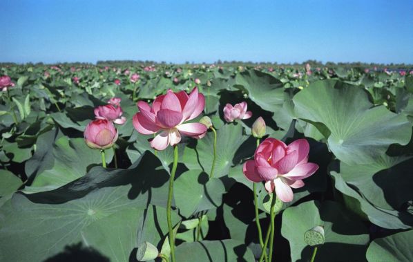 День города Астрахани