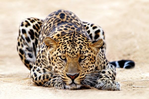 Экскурсия в зоопарк «Садгород»