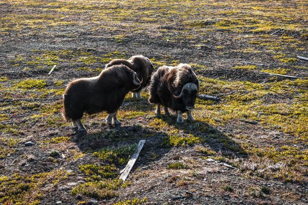 Остров Врангеля, белые медведи и киты: тур на Чукотку на 5 дней