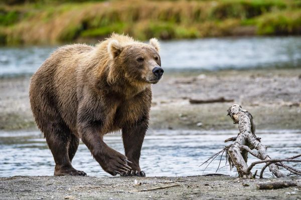 Тур на Камчатку на 8 дней: Курильское озеро, вулканы, гейзеры